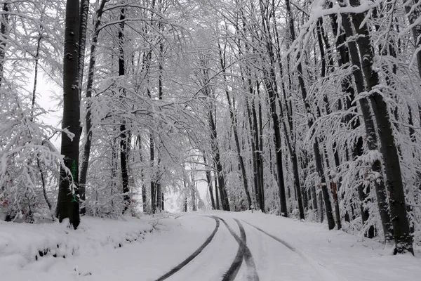 Verschneiter Winterwald Nasser Schnee Klebt Den Ästen Der Bäume Schönes — Stockfoto