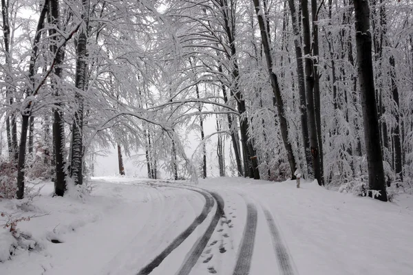 Zasněžené Zimní Les Mokrý Sníh Lpění Větve Stromů Krásná Bílá — Stock fotografie