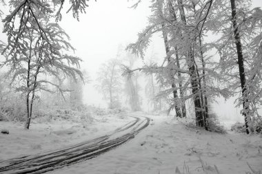 Karlı kış orman. Islak kar ağaçların dalları için tutunmuş. Sis mesafe. Güzel beyaz kış masal. Karda araba parçaları.