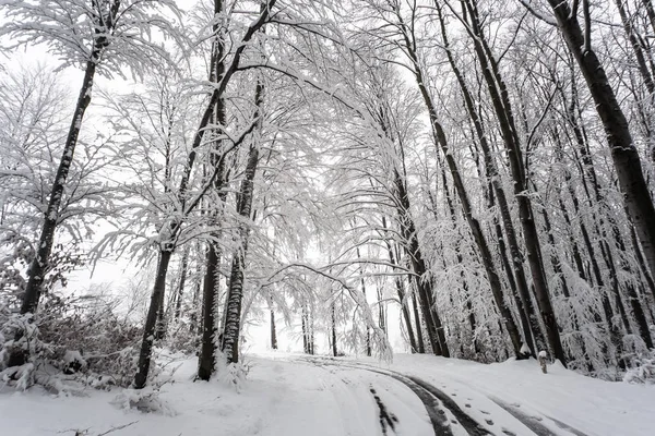 Verschneiter Winterwald Nasser Schnee Klebt Den Ästen Der Bäume Nebel — Stockfoto