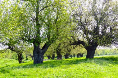 Dut ağaçları ile genç bir yeşil çayır üzerinde bırakır. Güneşli bir bahar günü. Ağaçlarının altında dinlenme yeri.