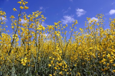 Kolza tohumu bir mavi gökyüzü arka plan çiçeklenme. Bir büyük çiçek planı.