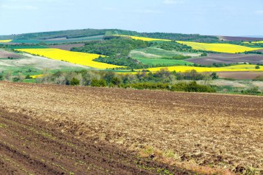 Geniş arazileri ayrı alanları ve çiçek sarı kolza tohumu. Tillageland ön planda. Hill bir ufuk ve mavi gökyüzü.