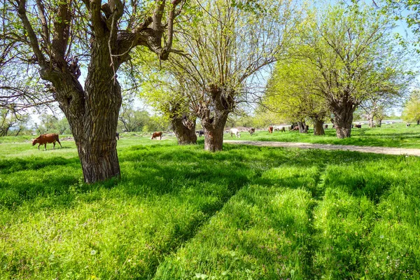牛沿着桑树放牧 现在是春天 新鲜的草和年轻的树叶 — 图库照片