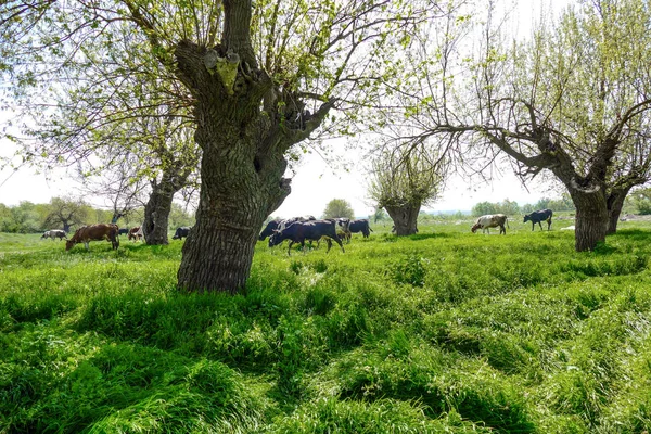 Cows Graze Grass Mulberry Trees Spring Fresh Grass Young Leaves — Stock Photo, Image