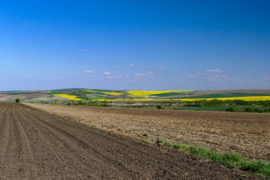 Ayrı alanlar ve çiçeklenme sarı Rapeseed ile geniş tarım arazileri. Arable arazi. Ufukta bir tepe ve mavi bir gökyüzü.