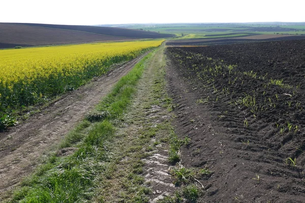 Tierras Agrícolas Campos Tratados Avión Primer Plano Violación Floreciente — Foto de Stock