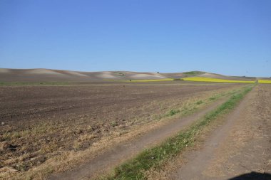 Tarım arazileri. Uçakta geniş alan tedavi. Sürme zamanı. Bahar. Çiçekli tecavüz.