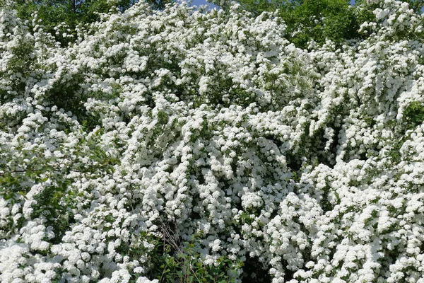 Arbustos Decorativos Con Flores Hermosos Colores Blancos Primavera — Foto de Stock