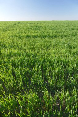 Genç yeşil buğday, buğday. - Yakın çekim. Tarım, gıda, ekmek.