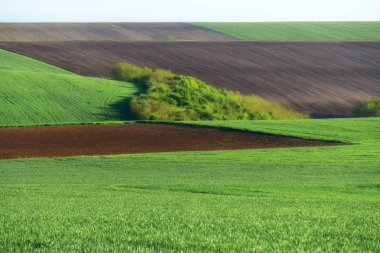 Yeşil buğday tarlaları. Tarım arazileri. Uçakta geniş alan tedavi. Sürme süresi.