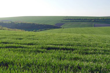 Yeşil buğday tarlaları. Tarım arazileri. Uçakta tedavi geniş alan.