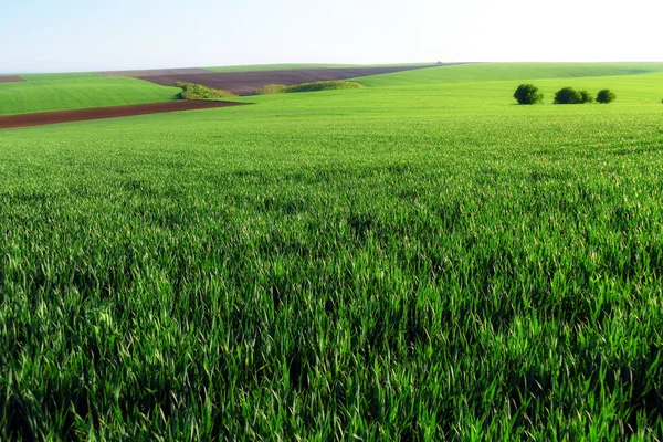 Câmpuri Grâu Verde Teren Agricol Tratat Câmp Spaţios Avion Timpul — Fotografie, imagine de stoc