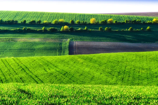 Grüne Weizenfelder Ackerland Geräumiges Feld Flugzeug Behandelt Eine Reihe Grüner — Stockfoto