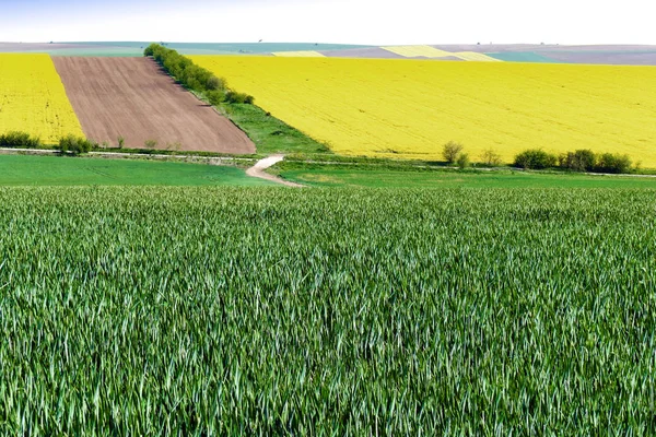 Campos Trigo Verde Tierras Agrícolas Campo Espacioso Tratado Avión Primavera — Foto de Stock