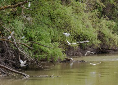 Küçük Egret (Egretta garzetta) Tuna Deltası Biyosfer Rezervi, Romanya üzerinde uçmak. Delta, dünyadaki en çok kuş türüne (300'den fazla tür) sahiptir. Yemyeşil bitki örtüsünde yuva yaparlar..