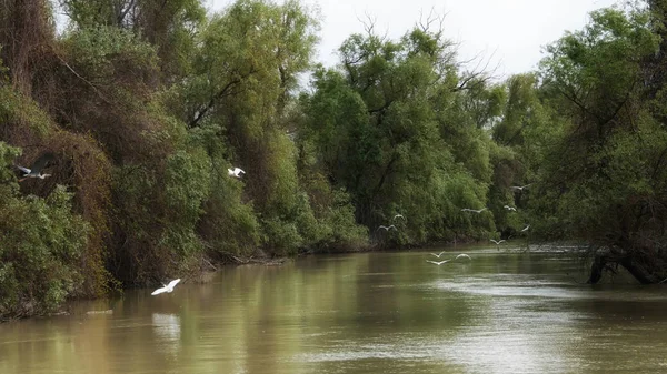 Garza Pequeña Egretta Garzetta Vuela Sobre Una Las Reservas Biosfera — Foto de Stock