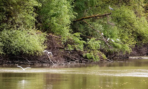 Garza Pequeña Egretta Garzetta Vuela Sobre Una Las Reservas Biosfera — Foto de Stock