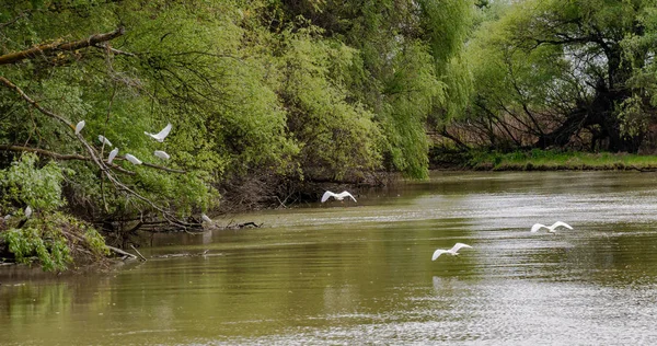 Kleine Zilverreiger Egretta Garzetta Vliegen Een Van Donau Delta Biosphere — Stockfoto