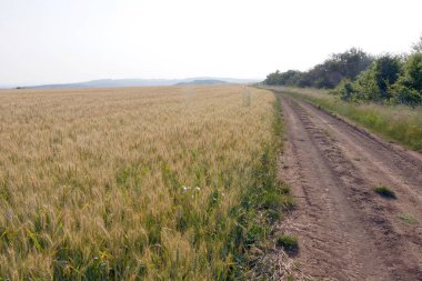 Buğday tarlaları. Olgun buğday. Tarladan geçen toprak yol.