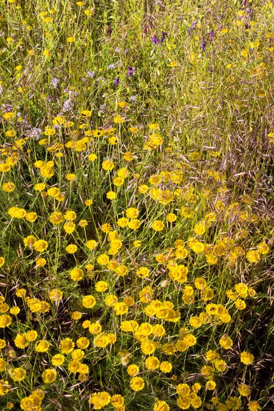 Wilde bloemen en grassen in het veld. Zomer, juni. Alles — Stockfoto