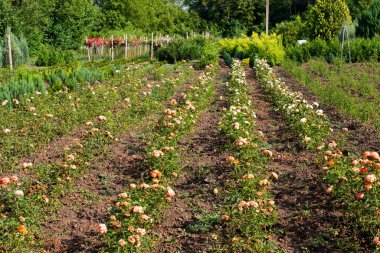 Güller için çiftleşme çiftliği. Gül üreme.