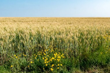 Buğday tarlaları. Buğday olgunlaşır.