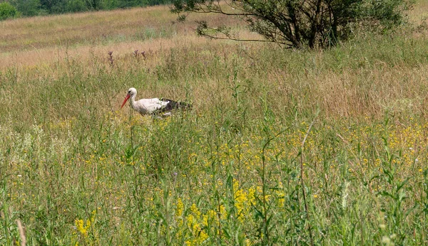 Storch Spaziert Durch Die Blühenden Gräser Auf Dem Feld Ist — Stockfoto