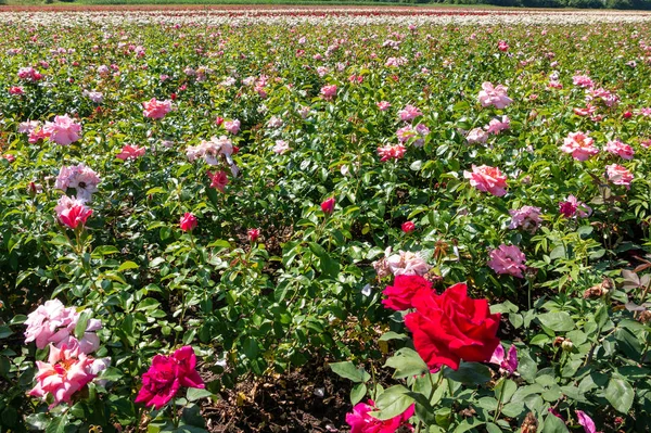 Fazenda Reprodução Rosas Rosas Reprodutoras — Fotografia de Stock