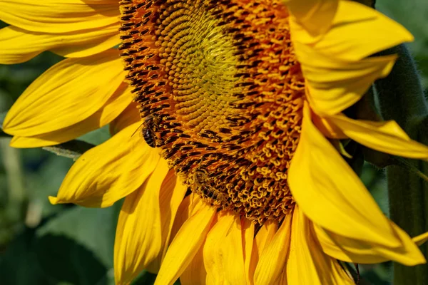 ヒマワリの開花 クローズ アップ 上陸ミツバチ — ストック写真