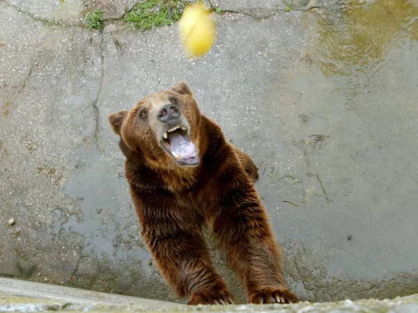 Visitors Zoo Feed Bear Apples — Stock Photo, Image