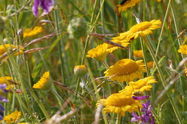 Fleurs Herbes Sauvages Dans Champ Gros Plan Summer June Tout — Photo