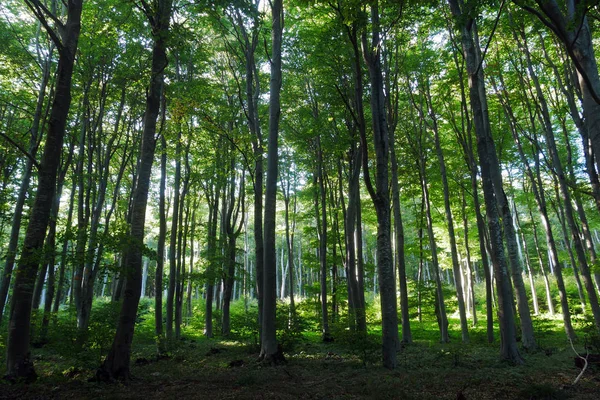 Forêt Hêtres Dans Montagne Lumière Soleil Arrière Plan — Photo