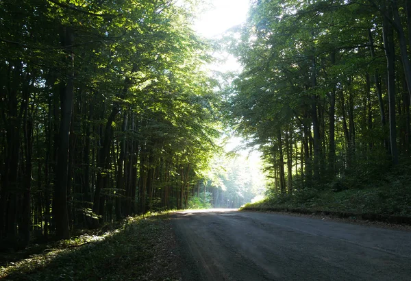 Route Travers Une Forêt Montagne Sortir Ombre Dans Lumière Soleil — Photo