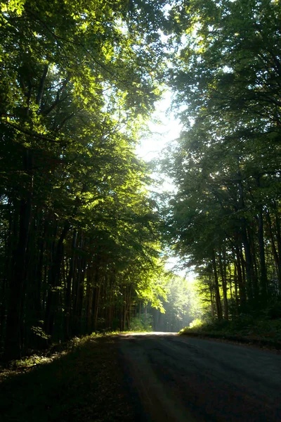 Road Mountain Forest Going Out Shadows Light Sun Sets — Stock Photo, Image
