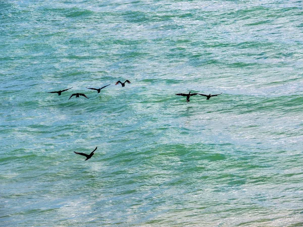 Cormorants Fly Low Sea Dive Back Water Look Food — Stock Photo, Image