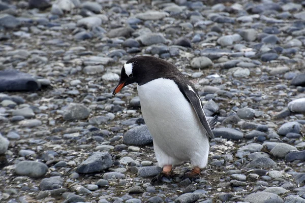 Stockfoto Van Pinguïns Het Antarctica Schiereiland — Stockfoto