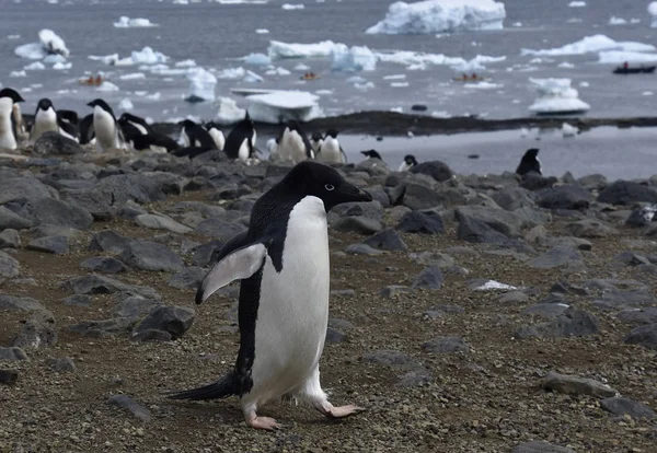 Fotografias Stock Pinguins Península Antártida — Fotografia de Stock