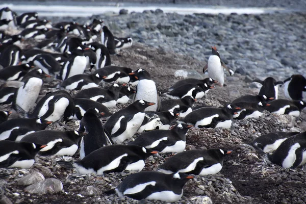 Fotos Pingüinos Península Antártica — Foto de Stock