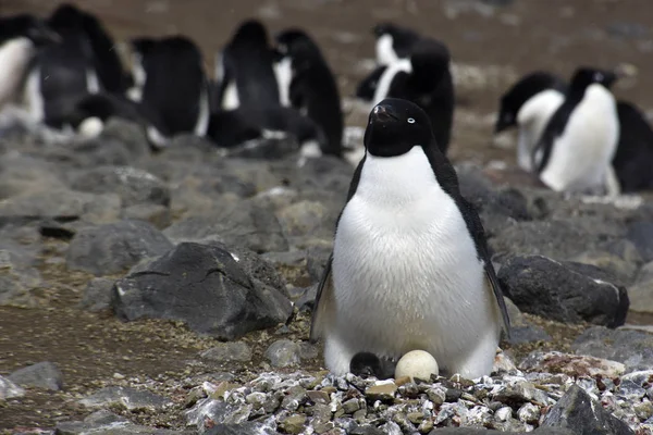 南极半岛企鹅的种群图片 — 图库照片