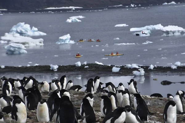 Antarktika Yarımadasında Kayak Yapan Insanların Olduğu Penguen Resimleri — Stok fotoğraf