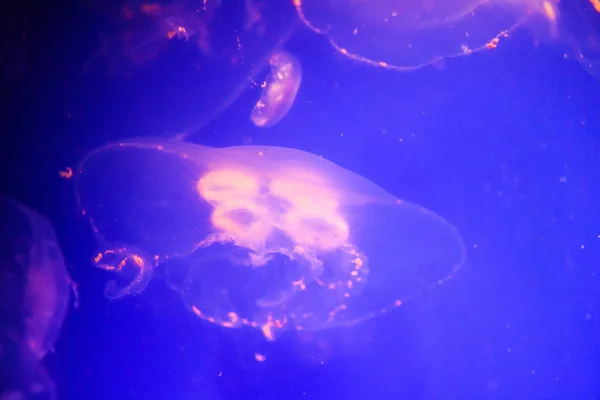 Hermosas medusas, medusa en la luz de neón con los peces. U — Foto de Stock