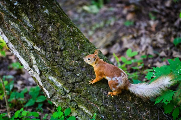 Portrét zrzavá veverka sedí na větvi — Stock fotografie