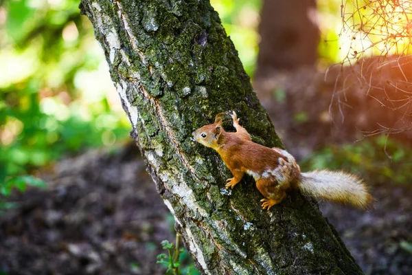 Retrato de esquilo vermelho sentado em um ramo — Fotografia de Stock