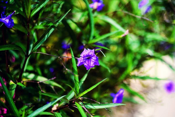 美しい春の花の背景 — ストック写真