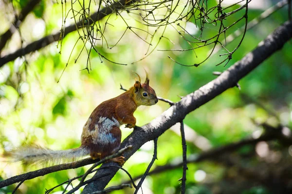 Portret van de rode eekhoorn, zittend op een tak — Stockfoto