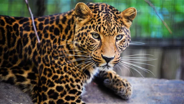 Portréja egy gyönyörű leopárd — Stock Fotó