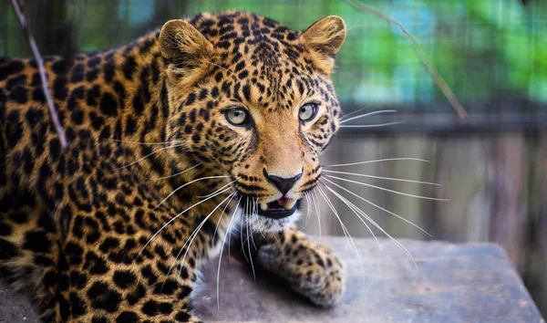 Retrato de un hermoso leopardo — Foto de Stock