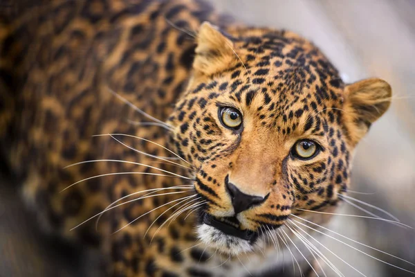 Retrato de um belo leopardo — Fotografia de Stock