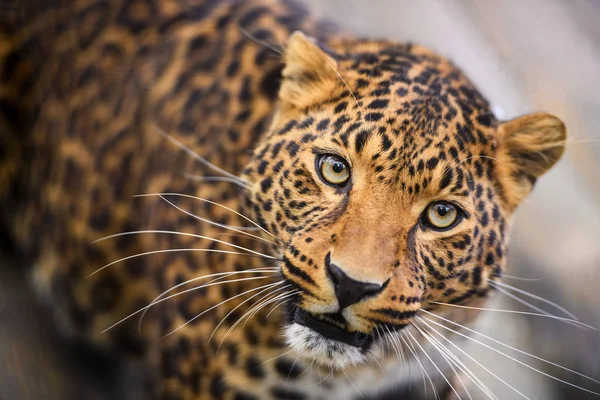 Retrato de un hermoso leopardo — Foto de Stock